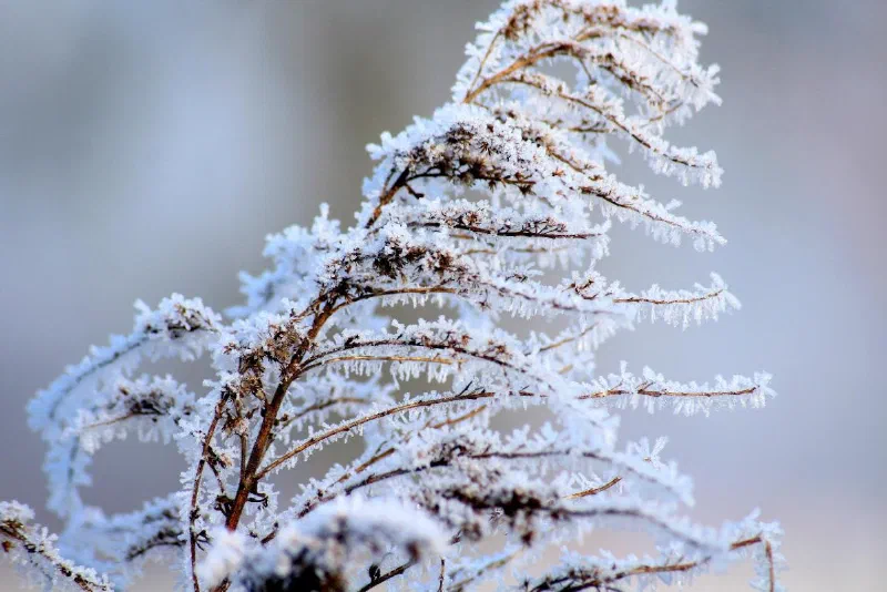 January 2021 Newsletter
