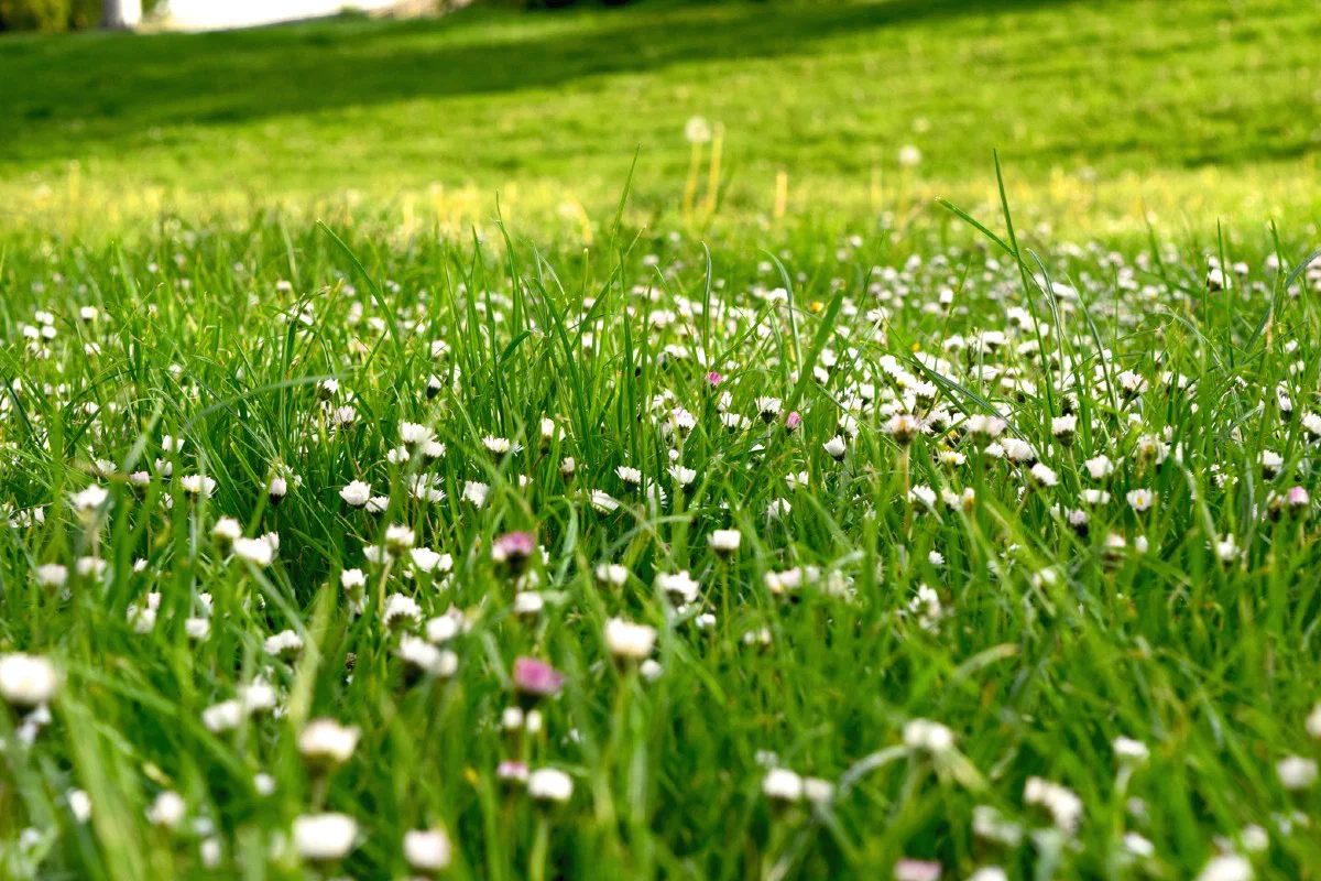 NWL April 2021 Newsletter - Spring Header