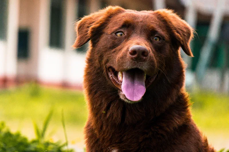 NWL August 2021 Newsletter Header - Smiling Dog
