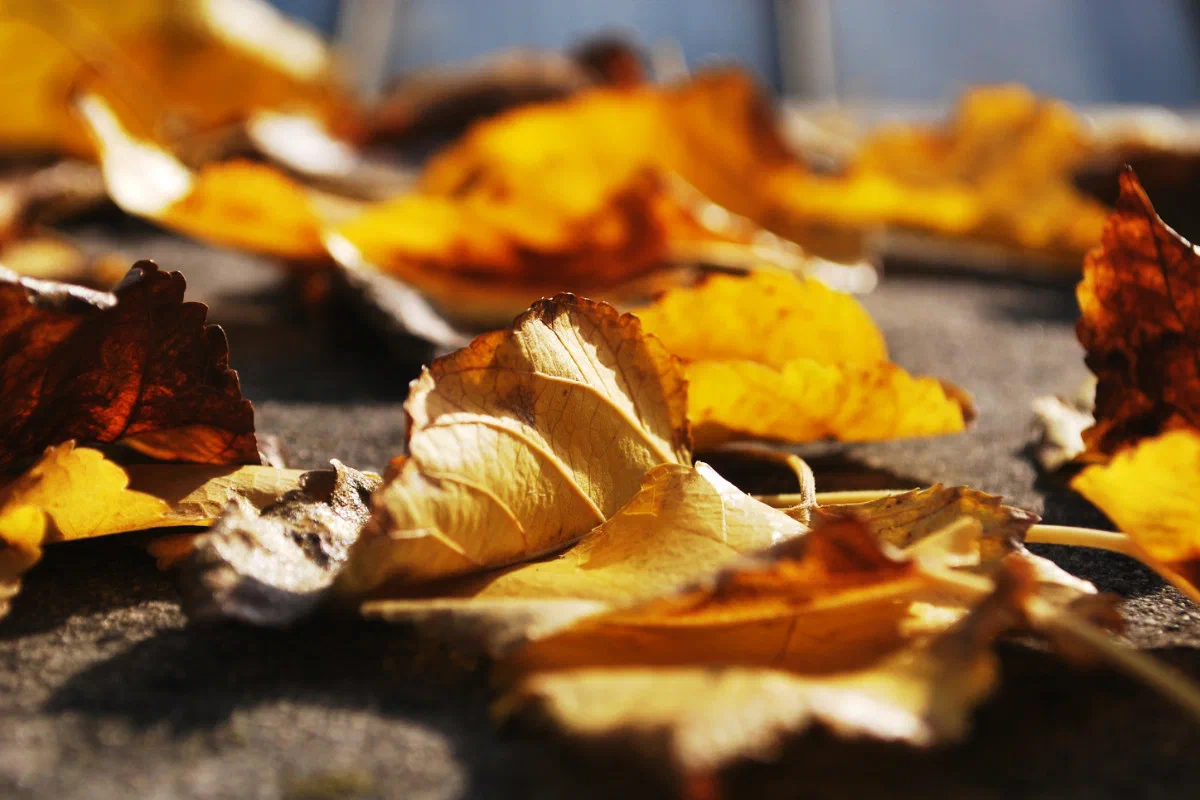 NWL November 2021 Newsletter Header - 1200px