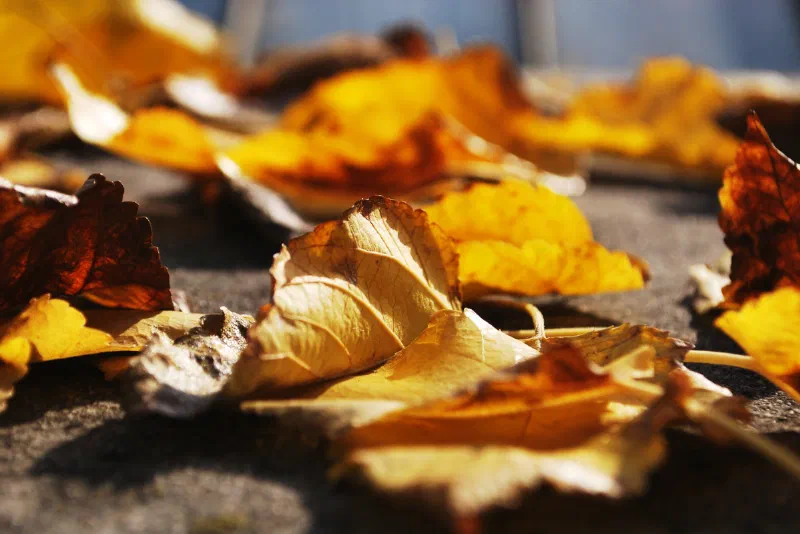 NWL November 2021 Newsletter Header - 1200px