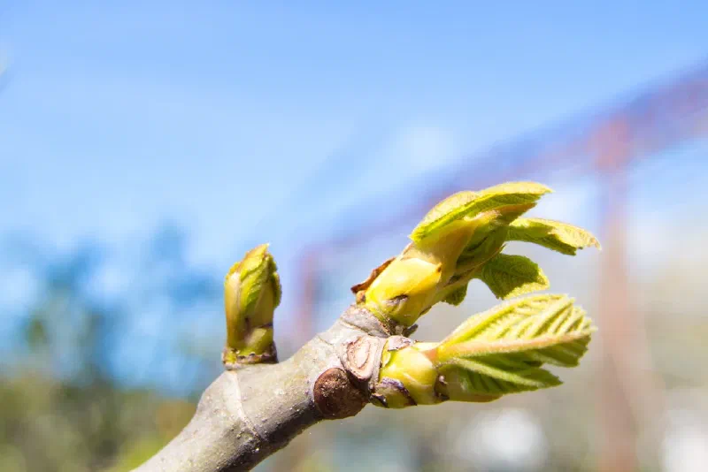 NWL March 2022 Newsletter