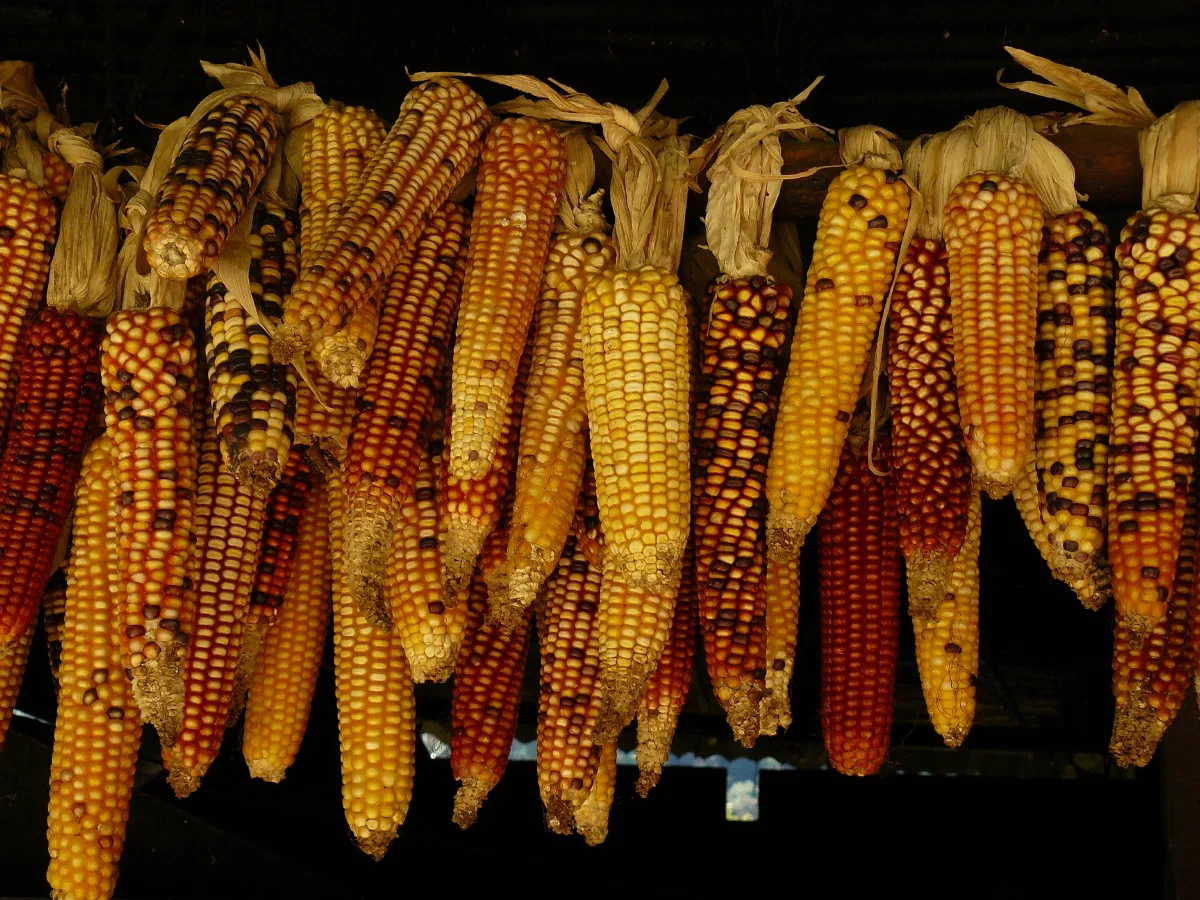 Fall corn